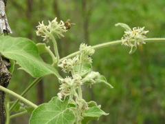 Philibertia tomentosa