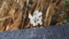 Cryptantha intermedia intermedia