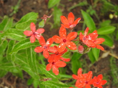 Oxypetalum coccineum