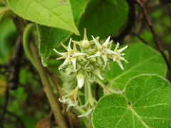 Oxypetalum crispum