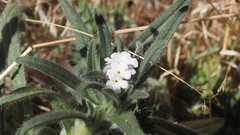 Cryptantha intermedia intermedia