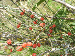 Ephedra triandra