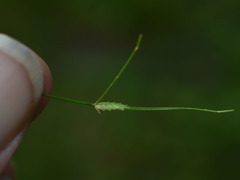 Cyperus mirus