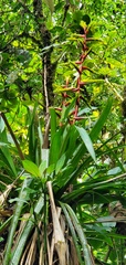 Guzmania xanthobractea