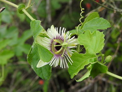 Passiflora morifolia