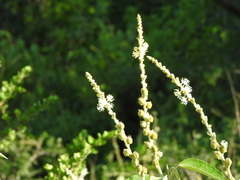 Croton lachnostachyus