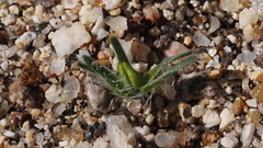 Cryptantha intermedia intermedia