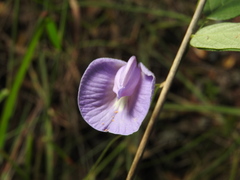 Clitoria cordobensis
