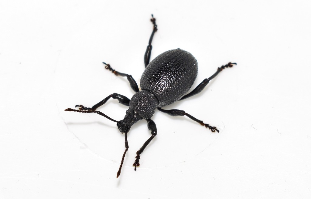Otiorhynchus lugens