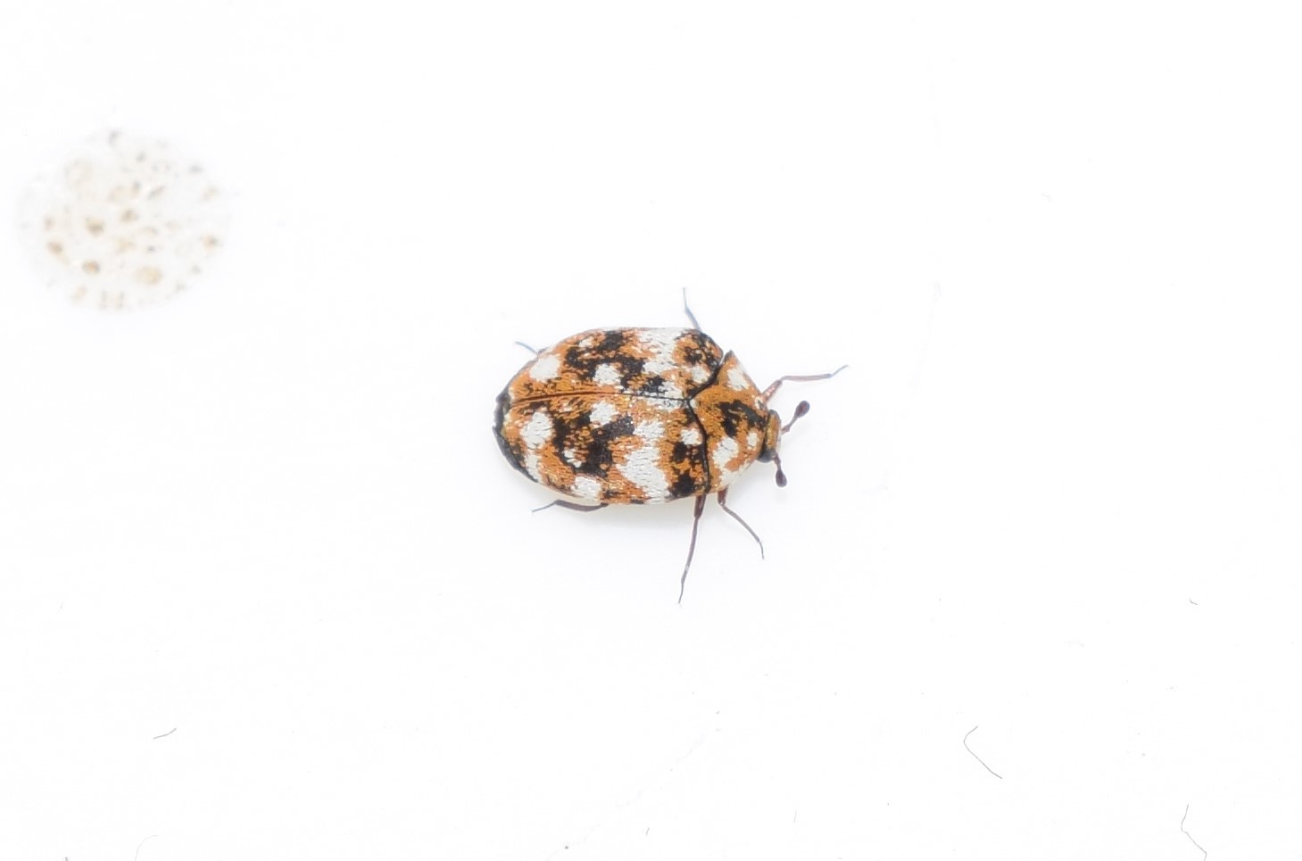 furniture carpet beetle - Anthrenus flavipes (LeConte)