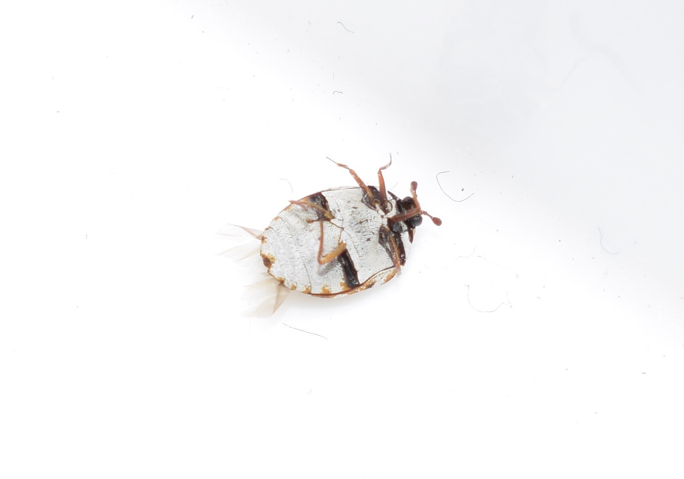 furniture carpet beetle - Anthrenus flavipes (LeConte)