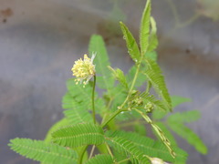 Desmanthus acuminatus