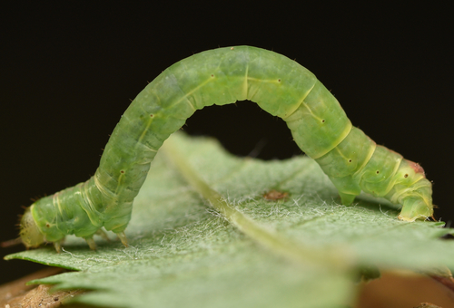 Pilkadėmis balsvasprindis nuotrauka