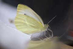Pieris rapae