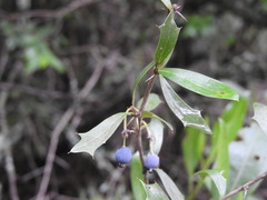 Berberis ruscifolia