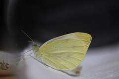 Pieris rapae