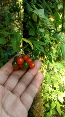 Solanum appendiculatum