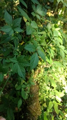 Solanum appendiculatum