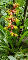 Guzmania xanthobractea