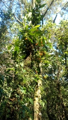 Solanum appendiculatum