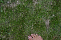 Cyperus mirus