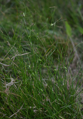 Cyperus mirus