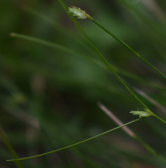 Cyperus mirus