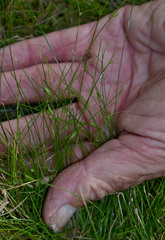 Cyperus mirus