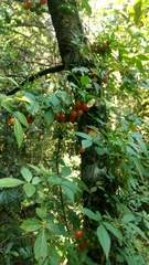 Solanum appendiculatum