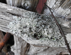 Flavoparmelia rutidota