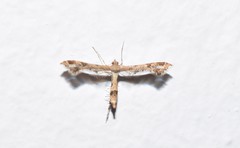 Lantanophaga pusillidactylus