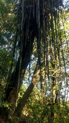 Disocactus speciosus speciosus