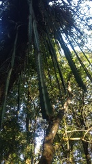 Disocactus speciosus speciosus
