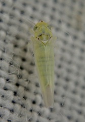 Zygina nivea