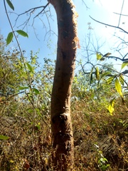 Bursera grandifolia