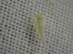 Zygina nivea