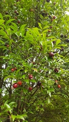 Eugenia involucrata