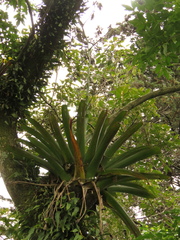 Tillandsia denudata