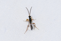 Exallonyx