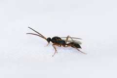 Exallonyx