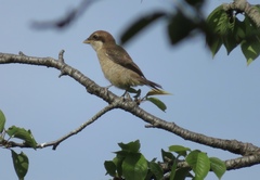 Lanius bucephalus