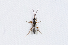 Exallonyx