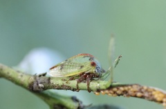 Alchisme rubrocostata