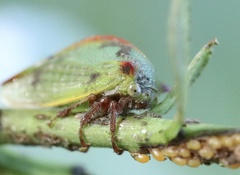 Alchisme rubrocostata