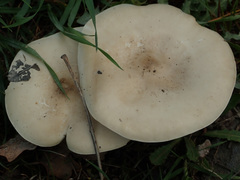 Melanoleuca exscissa