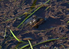Leptodactylus latrans