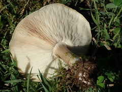 Melanoleuca exscissa