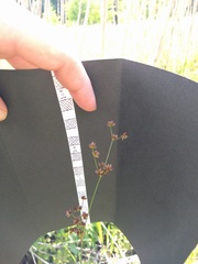Juncus marginatus