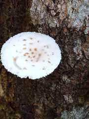 Oudemansiella australis