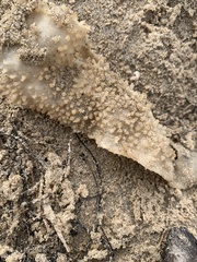 Polycitoridae